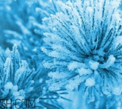 自然堂雪松精油活颜御龄霜怎么用,自然堂雪松精油系列怎么样