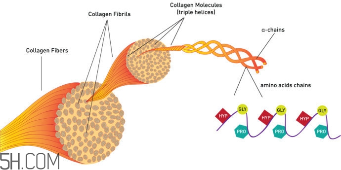 胶原蛋白是怎么来的,胶原是蛋白质吗