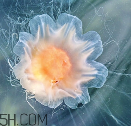 稚优泉面膜好用吗,稚优泉水母面膜成分表备案 稚优泉面膜好用吗,稚优泉水母面膜成分表备案