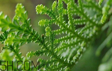 脸部精油按摩的好处,按摩脸用什么精油好