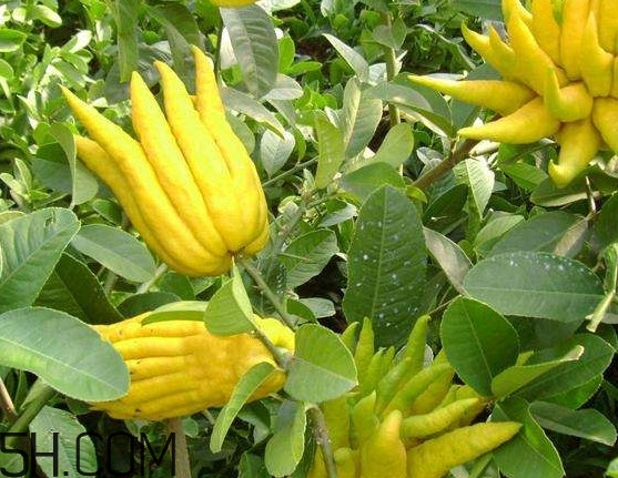 佛手柑精油的使用方法,佛手柑精油的功效和作用及怎么使用