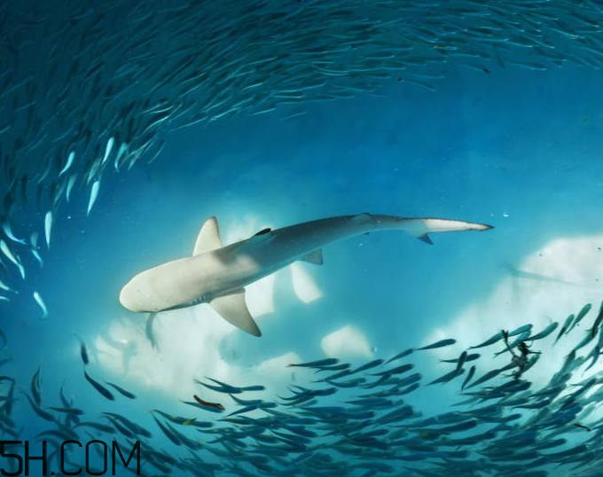 角鲨烷的功效和作用,角鲨烷的功效和用法