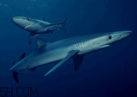 角鲨烷对皮肤的作用和功效,角鲨烷对皮肤的作用和危害 角鲨烷对皮肤的作用和功效,角鲨烷对皮肤的作用和危害