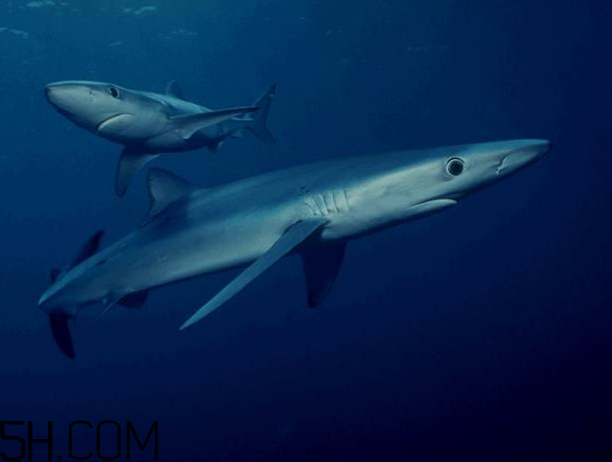 角鲨烯的作用和功效,角鲨烷的功效和作用对皮肤的作用