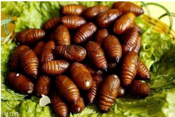 蚕虫的食用注意事项(蚕虫怎么吃)