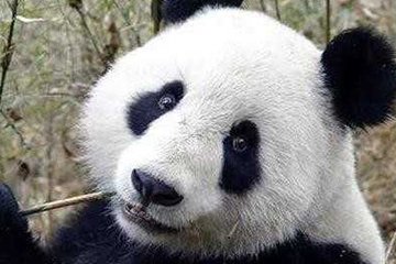 激光去黑眼圈一般需要多久恢复,激光去黑眼圈恢复期图片