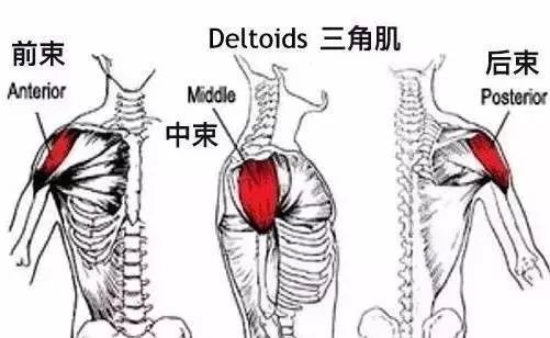如何练三角肌后束,三角肌中束多久能练出来