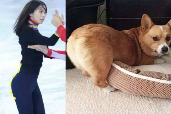 柯基臀是啥,柯基腿什么意思 柯基臀是啥,柯基腿什么意思