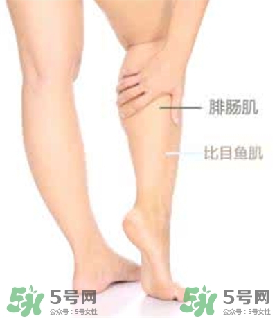 小腿肌肉怎么长的,小腿肌肉是怎么长出来的