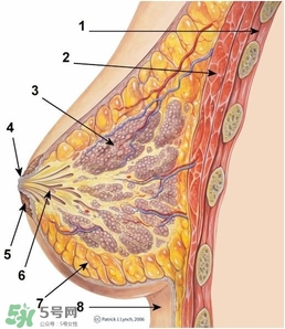 胸的训练方法,练胸注意事项