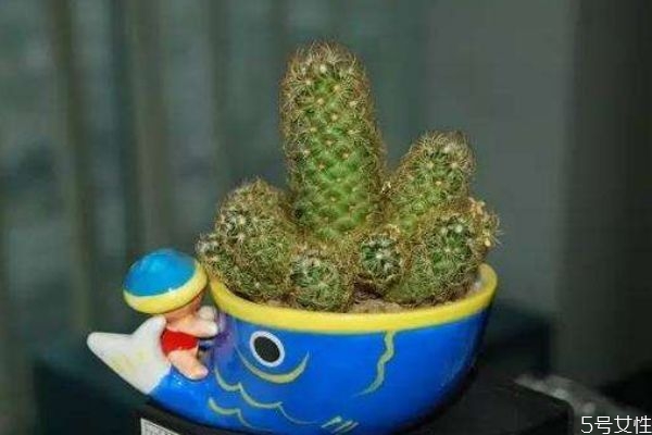 仙人掌可以减肥吗,仙人掌减肥怎样服用有效