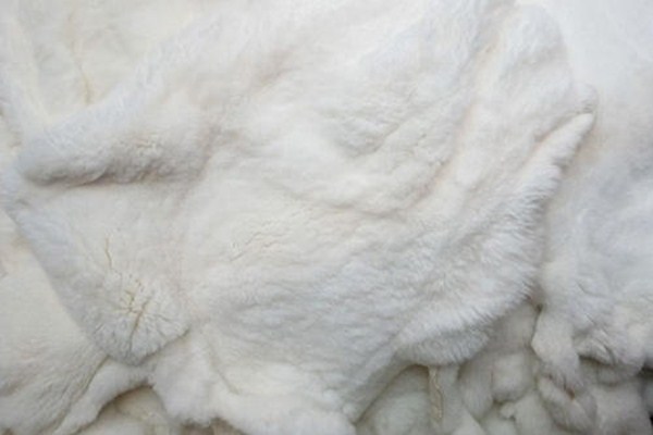 獭兔毛皮草什么颜色好,怎样辨别是不是獭兔皮草