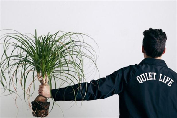 quiet life什么意思,a quiet life