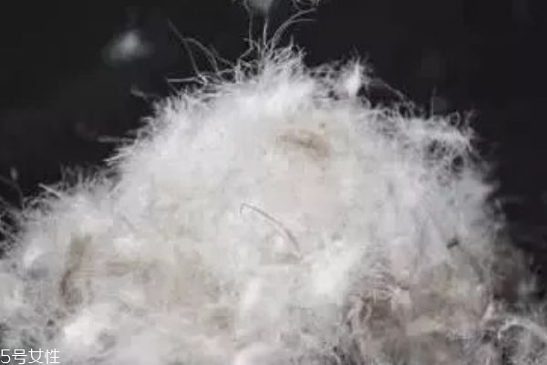 鹅绒服和鸭绒服哪个比较好,鹅绒衣服好还是鸭绒衣服好