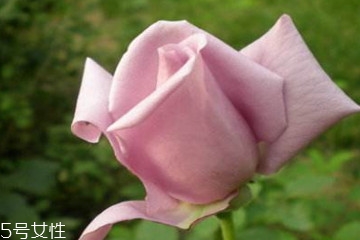 藕荷色是什么颜色的图片,藕荷色是什么颜色调出来的