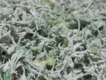 白蒿泡水喝的功效和作用,泡白蒿水的功效和作用 白蒿泡水喝的功效和作用,泡白蒿水的功效和作用