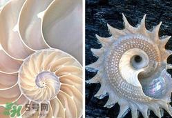 珍珠贝母表盘好不好,珍珠母贝手表盘好吗