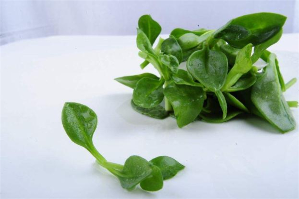 穿心莲可以多吃吗(穿心莲可以多吃吗)