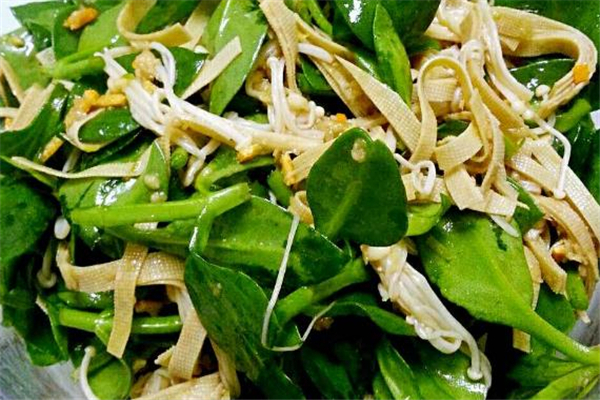 穿心莲的药用价值(穿心莲的药用价值和用途)