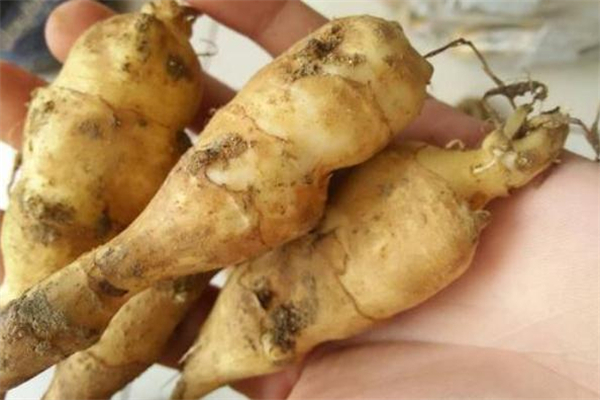 洋姜的家常做法(洋姜怎样腌制好吃)