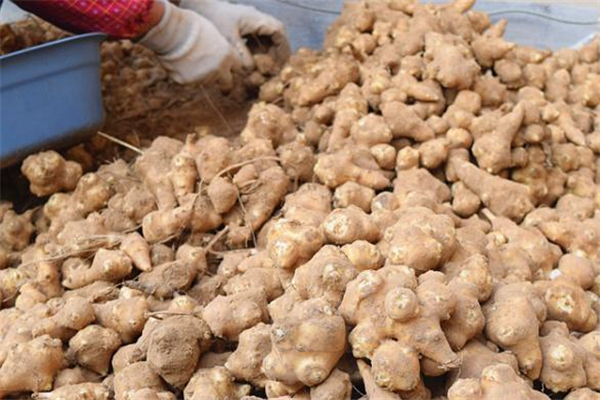 洋姜生吃好还是熟吃好(洋姜生吃好还是熟吃好?)