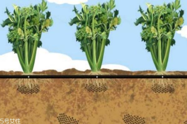 芹菜的成分含量(芹菜的成分含量表)