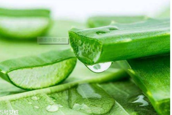 芦荟胶的好处(芦荟胶的好处和坏处)