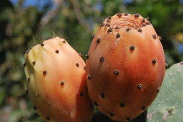 吃仙人掌果的好处(吃仙人掌果的好处) 吃仙人掌果的好处(吃仙人掌果的好处)