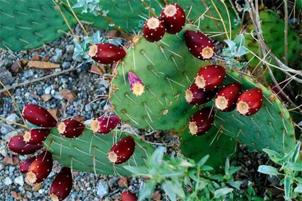 仙人掌果泡酒制作方法(仙人掌果泡酒的制作过程)