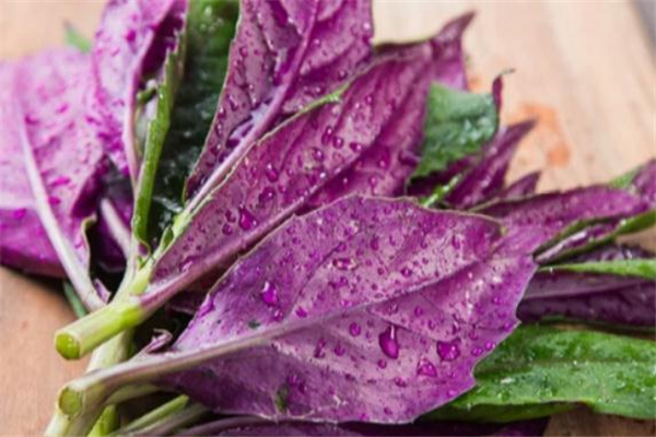 红凤菜家常做法(红凤菜的做法)