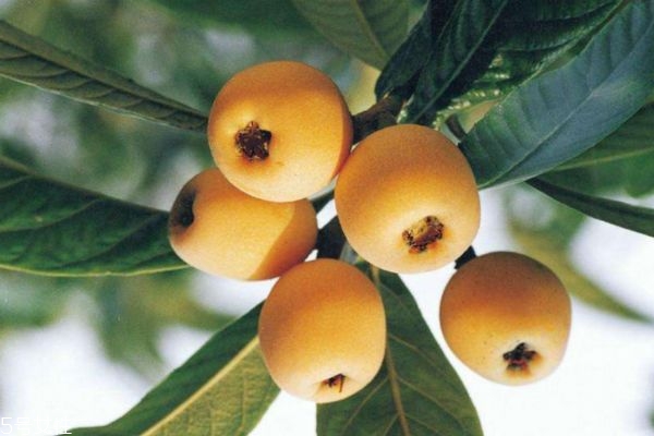 吃枇杷有什么好处(吃枇杷有什么好处和坏处)