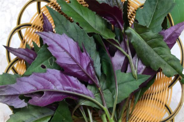 红凤菜营养价值(红凤菜营养价值)