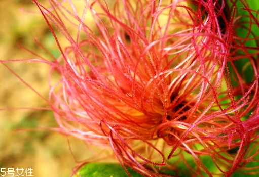 孕妇吃玉米须有什么好处,孕妇吃玉米须的好处 孕妇吃玉米须有什么好处,孕妇吃玉米须的好处