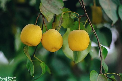 梨子止咳的方法,梨子怎么止咳 梨子止咳的方法,梨子怎么止咳