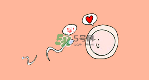 排出卵泡存活多长时间,卵子的存活率是多少时间 排出卵泡存活多长时间,卵子的存活率是多少时间