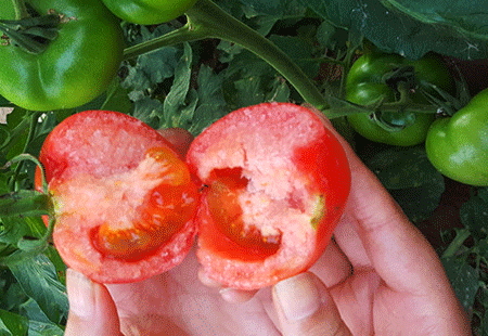 吃什么水果对眼睛好恢复视力,吃什么水果对眼睛好?