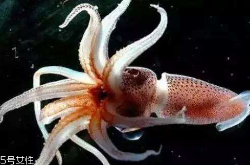 墨鱼怎么清洗视频播放,墨鱼怎么清洗干净 墨鱼怎么清洗视频播放,墨鱼怎么清洗干净