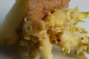 哪些食物发芽了不能吃,哪些食物发芽后不能食用