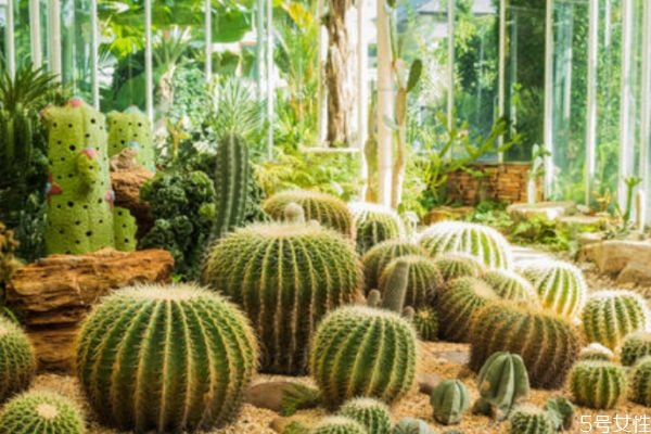 仙人掌怎么吃最好,仙人掌怎么吃治疗甲状腺结节