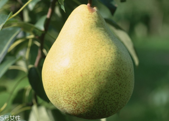 木梨能不能吃,木梨的功效和作用及禁忌