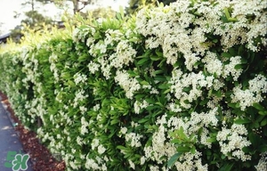 石楠花什么样子,石楠花照片 石楠花什么样子,石楠花照片