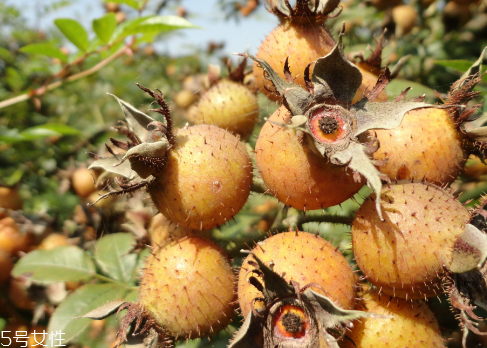刺梨泡水喝的功效和作用,干刺梨泡水喝的功效 刺梨泡水喝的功效和作用,干刺梨泡水喝的功效