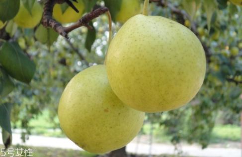 梨汁榨完变黑还能喝吗,鲜榨梨汁为什么会变黑