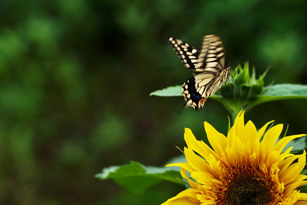 忧郁症的特点,抑郁的特点