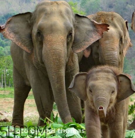 聊天发大象是什么意思,女生说的大象是什么意思
