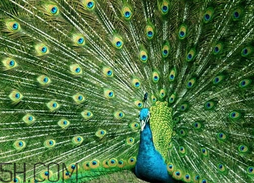 女生说孔雀什么意思,别人说我孔雀要怎么回答 女生说孔雀什么意思,别人说我孔雀要怎么回答