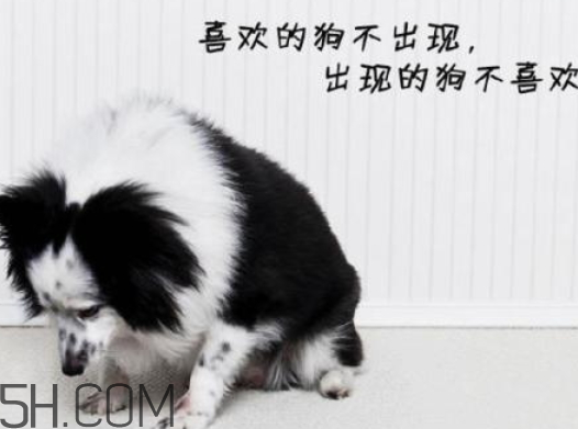 单身狗的出处,来自单身狗的愤怒