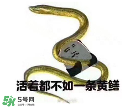 七彩皮皮鳝的故事,七彩皮皮鳝直播