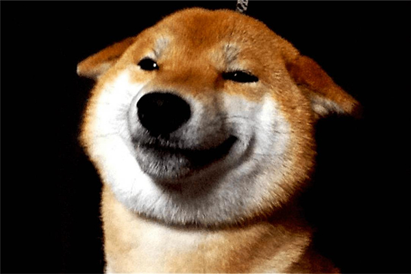 狗狗币崩了一度暴跌40%,狗狗币今天跌了