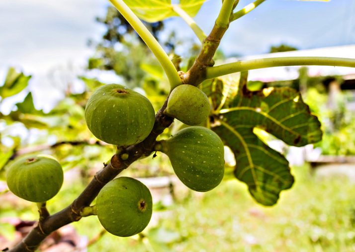 无花果叶煮水治疗妇科炎症,无花果叶子能治疗妇科炎症吗